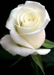 LIVIO MESSINETTI photo